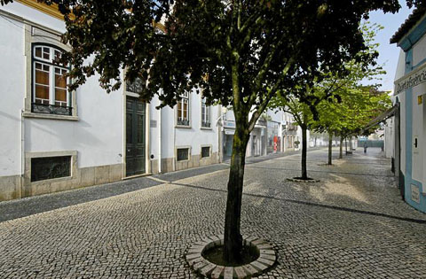 Tree-Lined Narrow Street