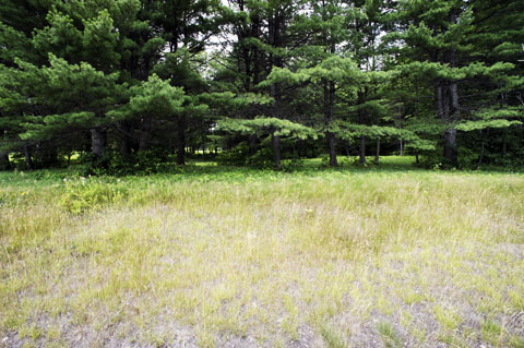 wooded central Maine